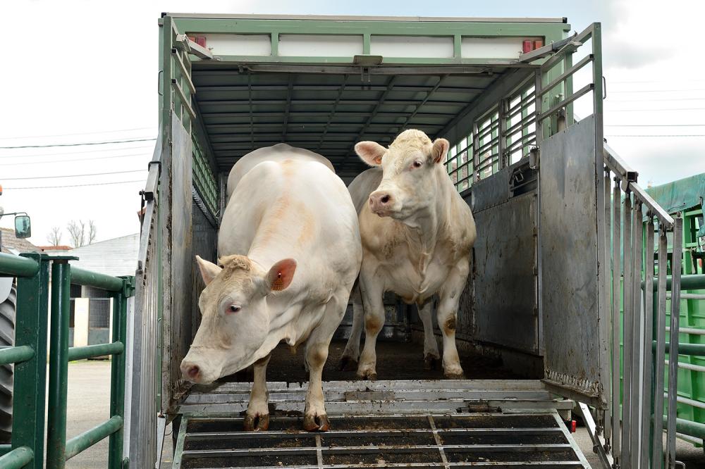 Déménagement de ferme près de Chemillé-en-Anjou	